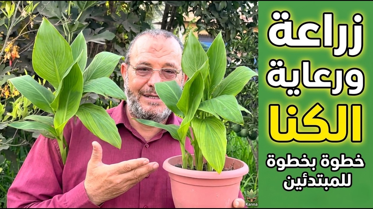 كيف تزرع الكنا الهندي بالخلفة وتعتني بها بسهولة  زراعة الكنا الهندي بالخلفة في الأصص أو الحديقة