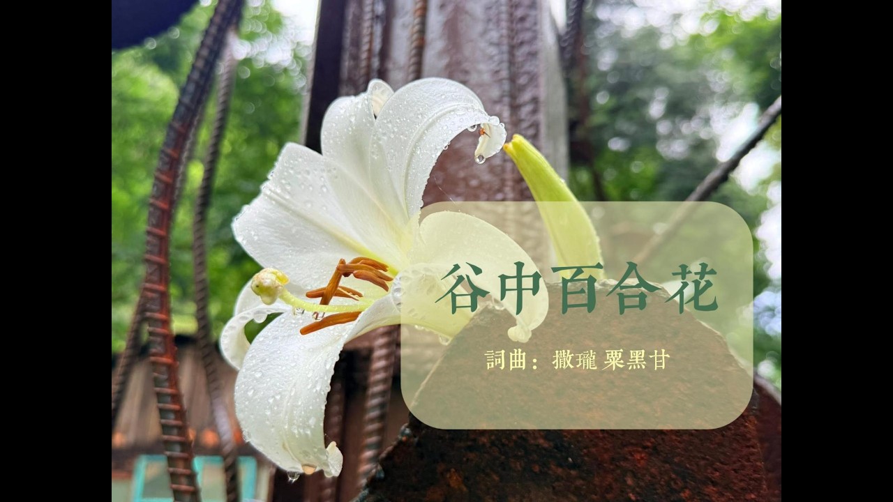 谷中百合花 | 原創歌曲｜粟黑甘音樂團契