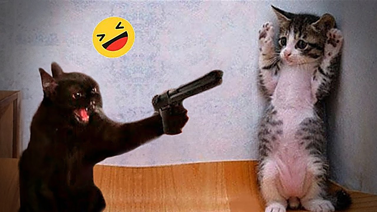 Try Not To Laugh 🧝 Funniest Cats & Dogs 😻 Funny Animals