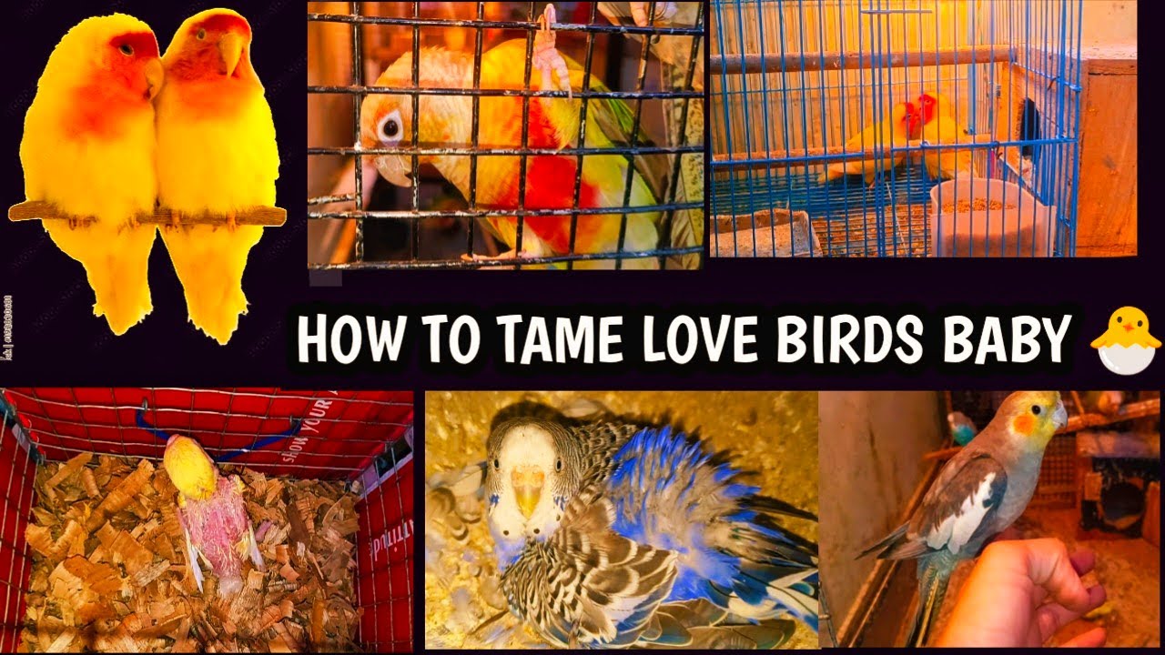 HOW TO TAME ; LOVE BIRDS BABY 🐣
