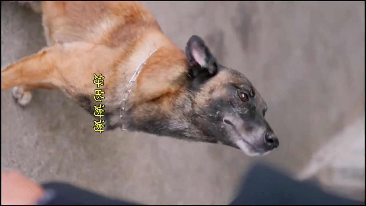 Dog’s Pure Kindness, Catching Fish to ‘Earn’ for Us