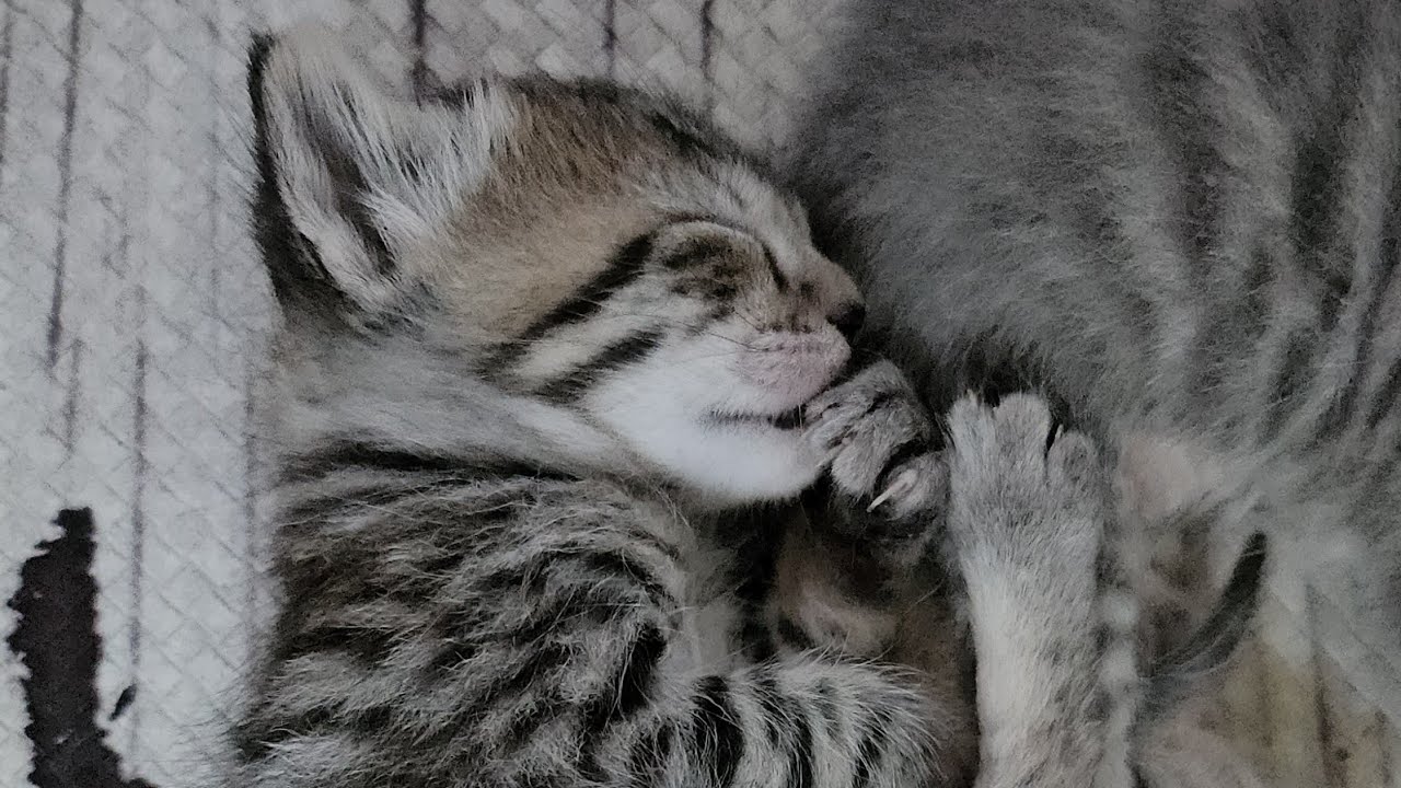 A Kitten Crew's Routine: Eat and Sleep (While Being ADORABLE ❤️)