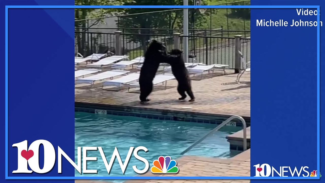 Rowdy bears throw an impromptu pool party in Gatlinburg, Tennessee!