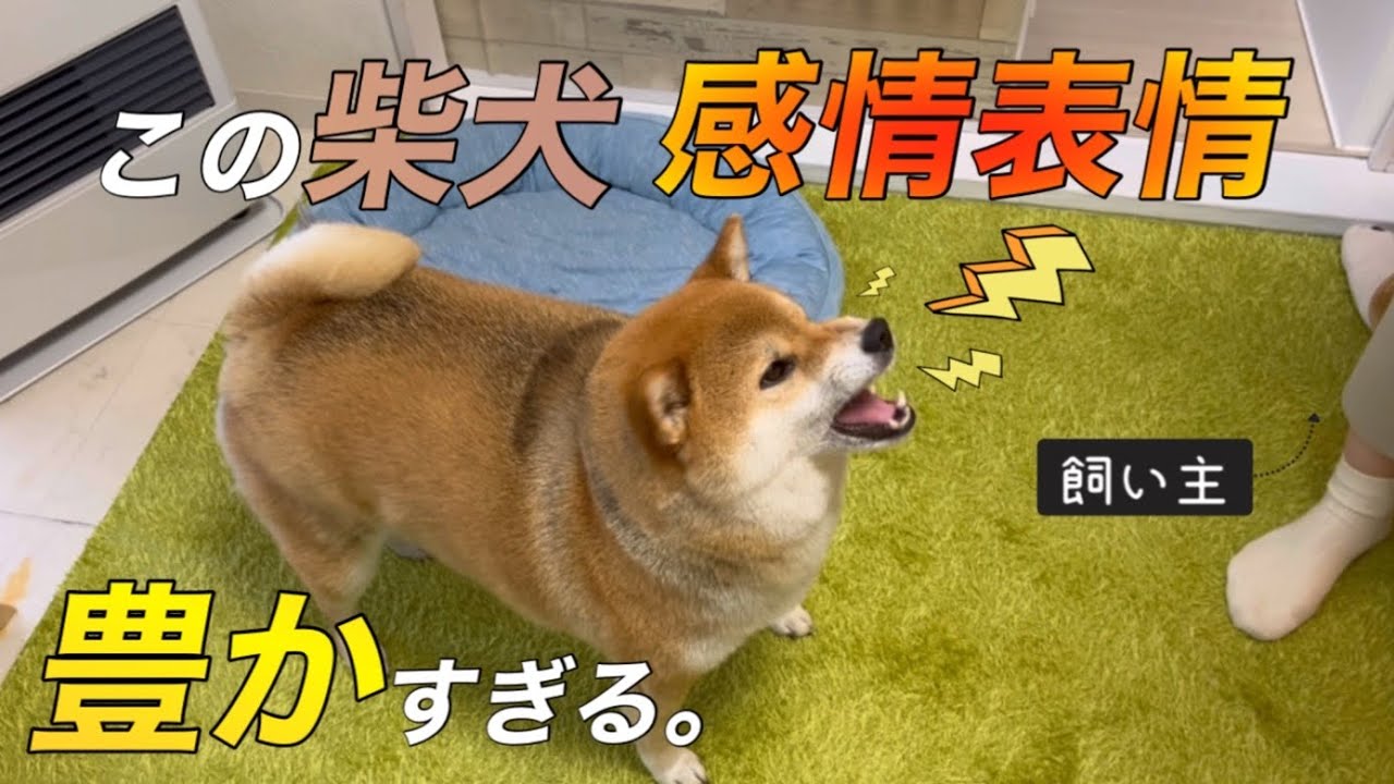 【ムキ顔】我慢なんて微塵もしない自己主張の激しい柴犬【へそ天もあるよ】