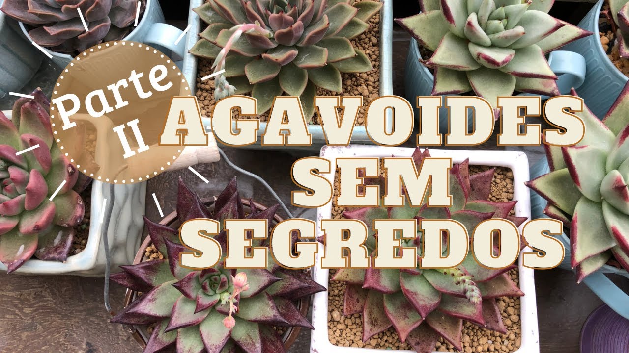 Episodio 36 - Agavoides sem segredos - Parte II