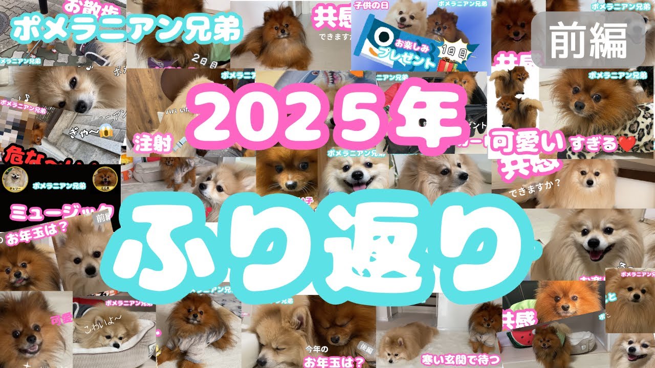 【ポメラニアン】初ナレ挑戦!モフモフ兄弟の2025年思い出集🍒☕️