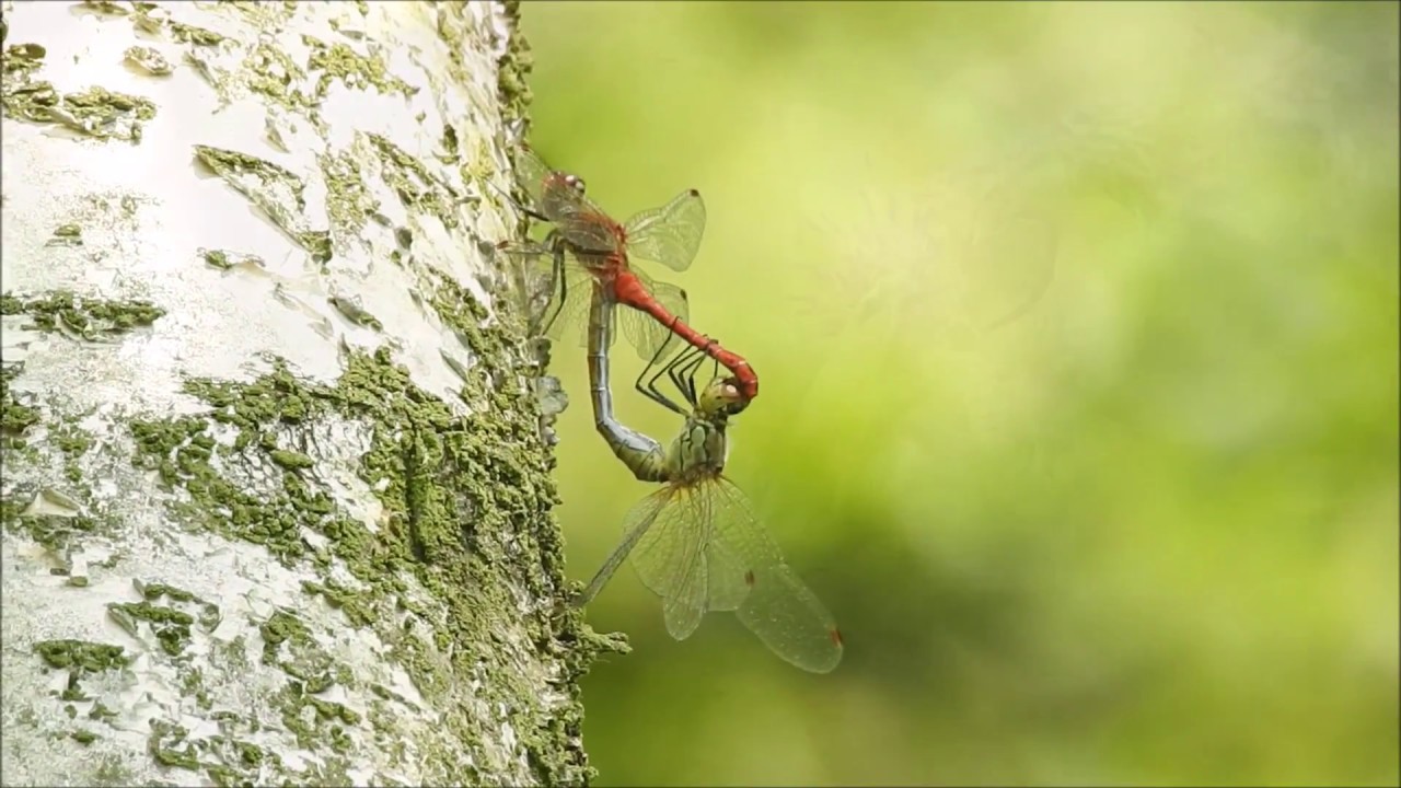 Natuurvideo - Extreme droogte in Nederland
