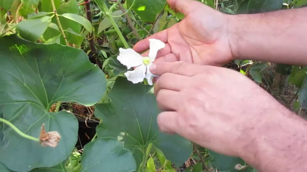 Hand Pollinating Opo Squash for almost 100% pollination
