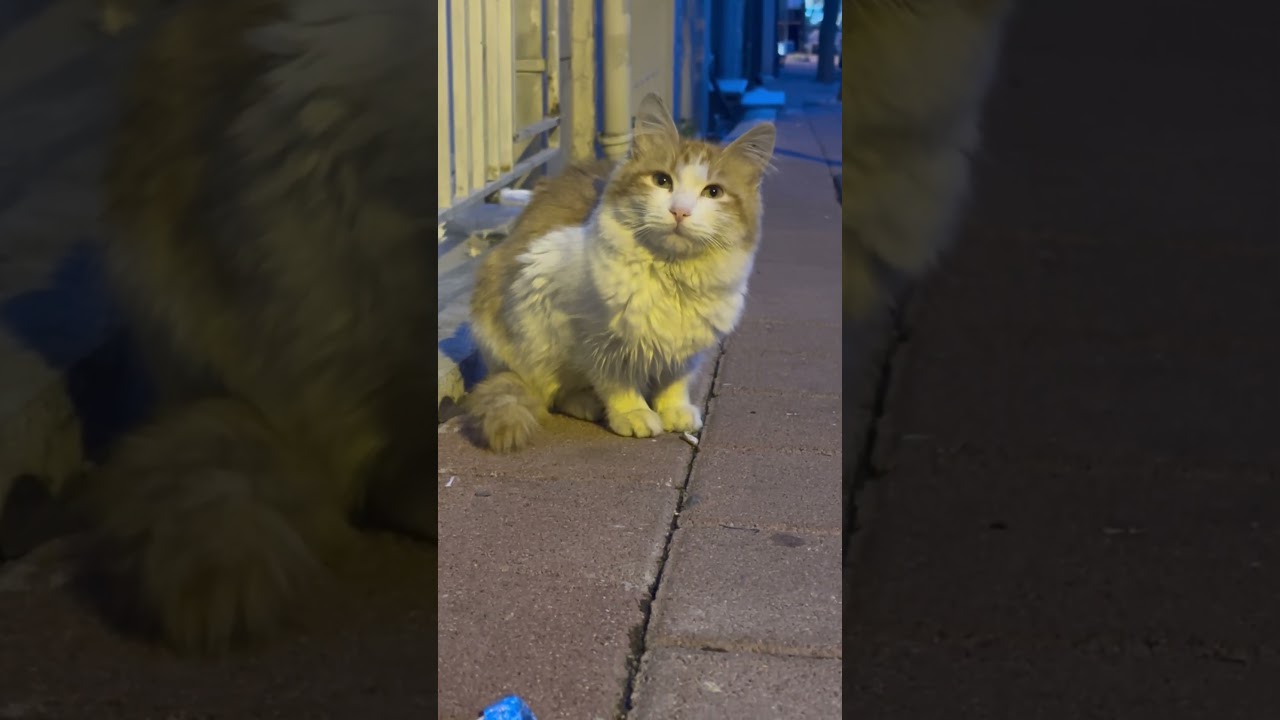 #cat