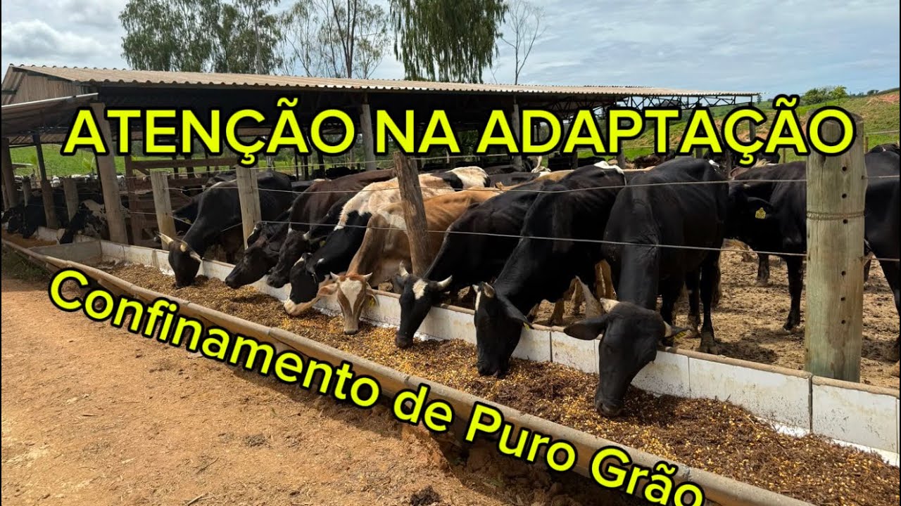 Adaptação no Puro Grão