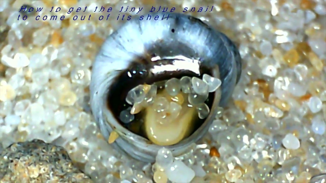 The fascinating life of the Blue Periwinkle! 🐚 #Periwinkle #Snails #Intertidal