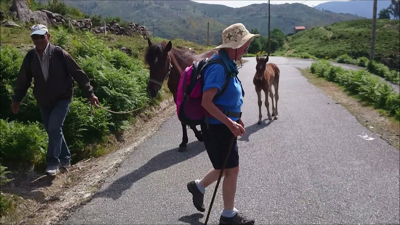Furry dog walk Soajo Mezio