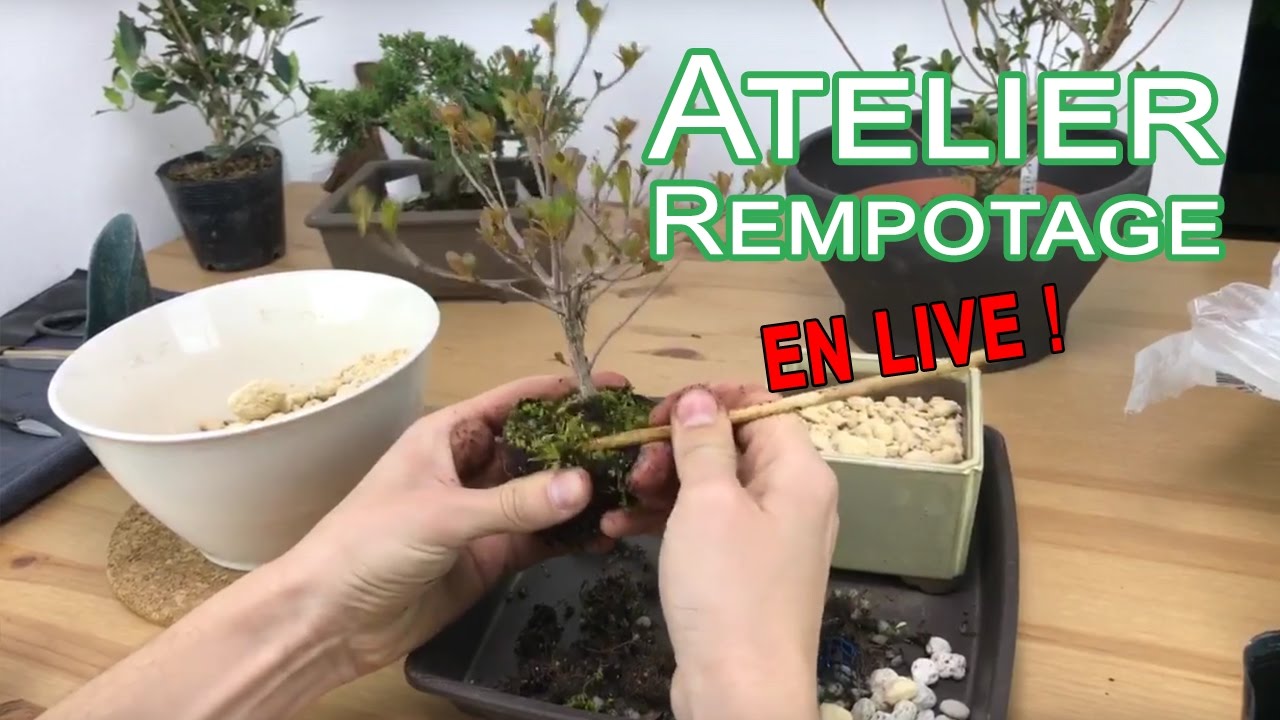 Atelier Bonsaï : Mise en pot - Satsuki, Azalée, Genévrier, Houx