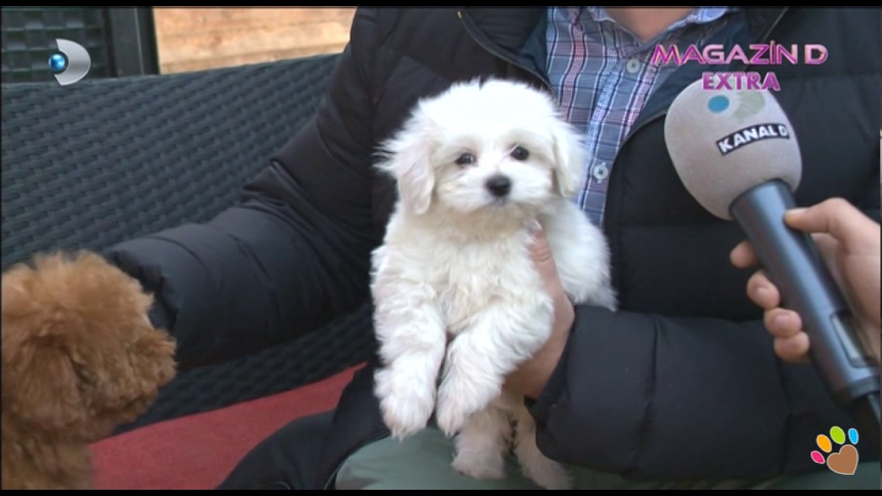 Maltese ve Toy Poodle yavrularımız Magazin D'de