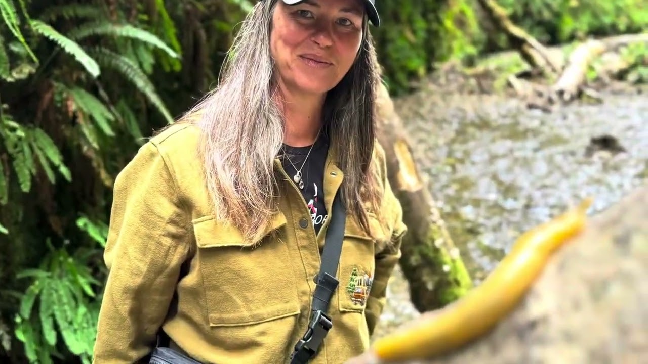 Redwoods, Trinidad California 2024