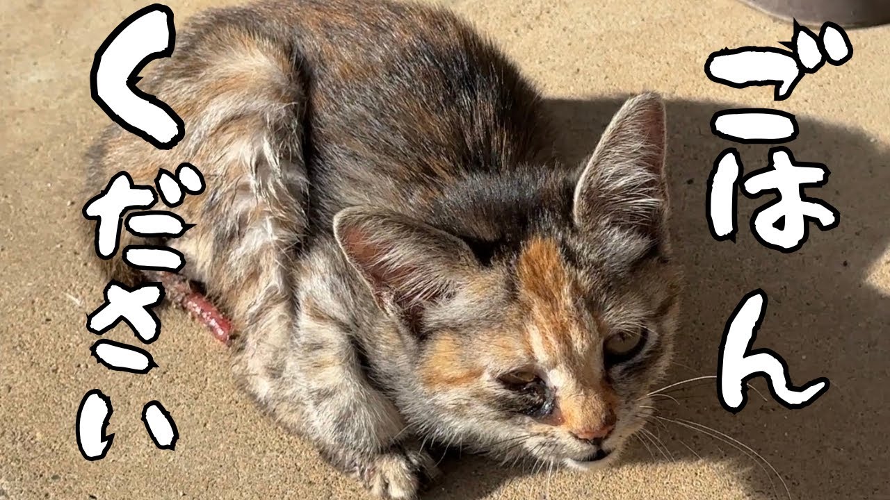 感動の結末！玄関にケガした野良猫の赤ちゃんは涙目‥、一体何が？
