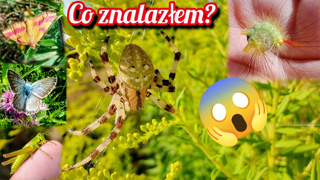 Poszukiwania Bezkręgowców🪲🦗🦋🐛🐞 na Wsi cz. 2❗