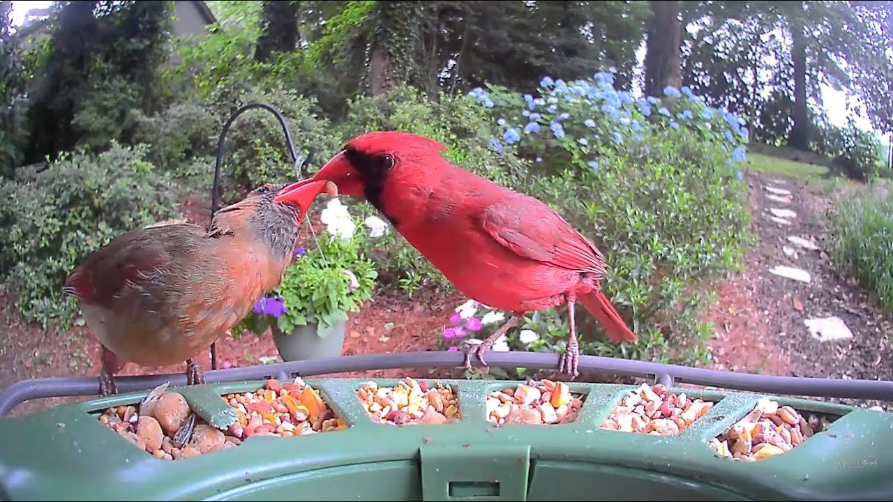 LIVE: Bird Feeder Live Stream / Cardinals, Blue Jays, Winter Birds + BirdyPro2LIVE/ BirdFeederCam