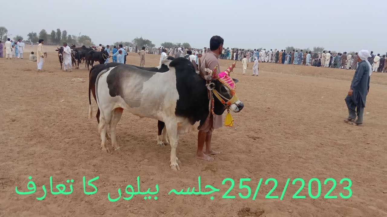 بیلوں کا تعارف جلسہ لیٹیBull introduction  race laty Talagang 25/02/2023|Imtiaz tv Talagng