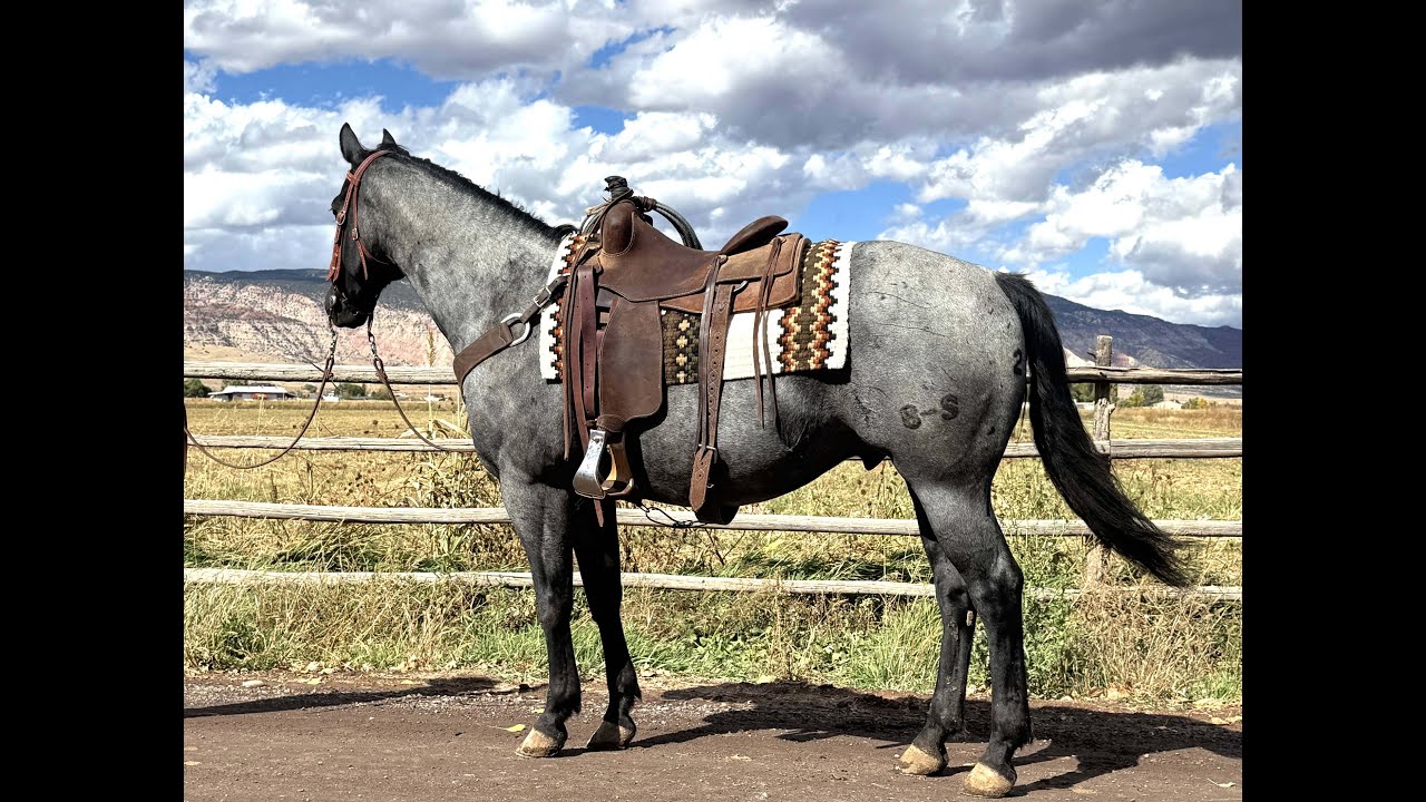 Hip #BSL26 -  TOOT MY HORN aka Cash   SMB Horse Sale