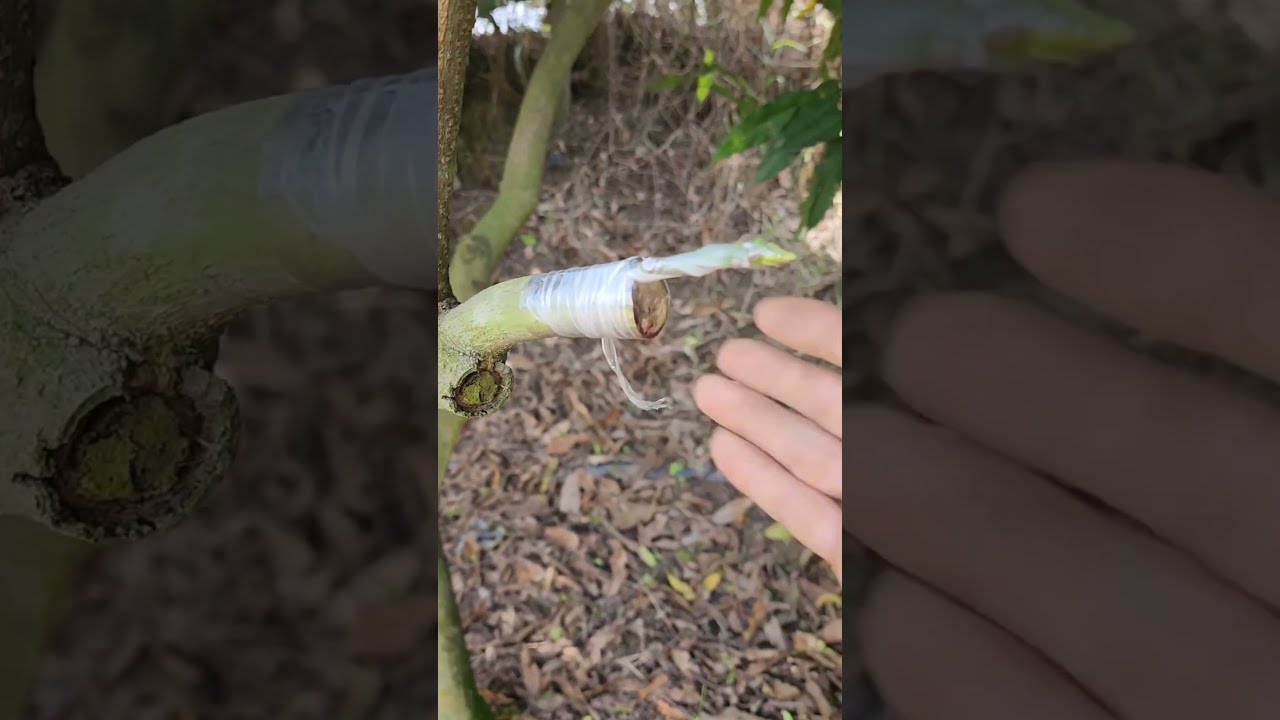 Plant grafting and tree care techniques #2645