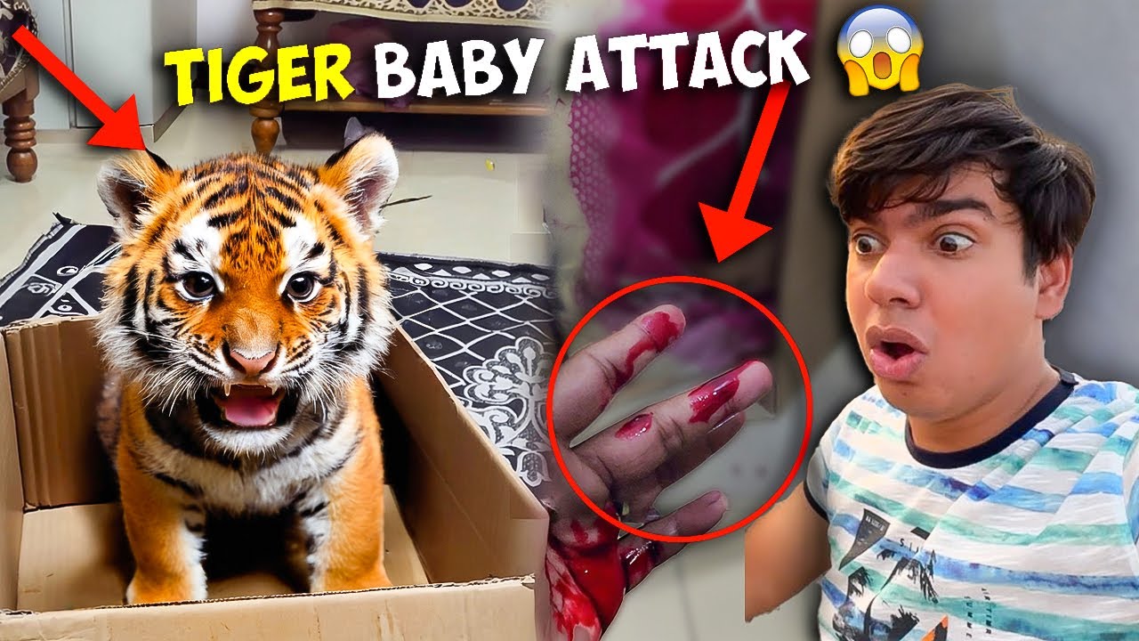 Tiger Baby Ne Attack kr Diya 😱 | SW Pet House Please Help 🙏