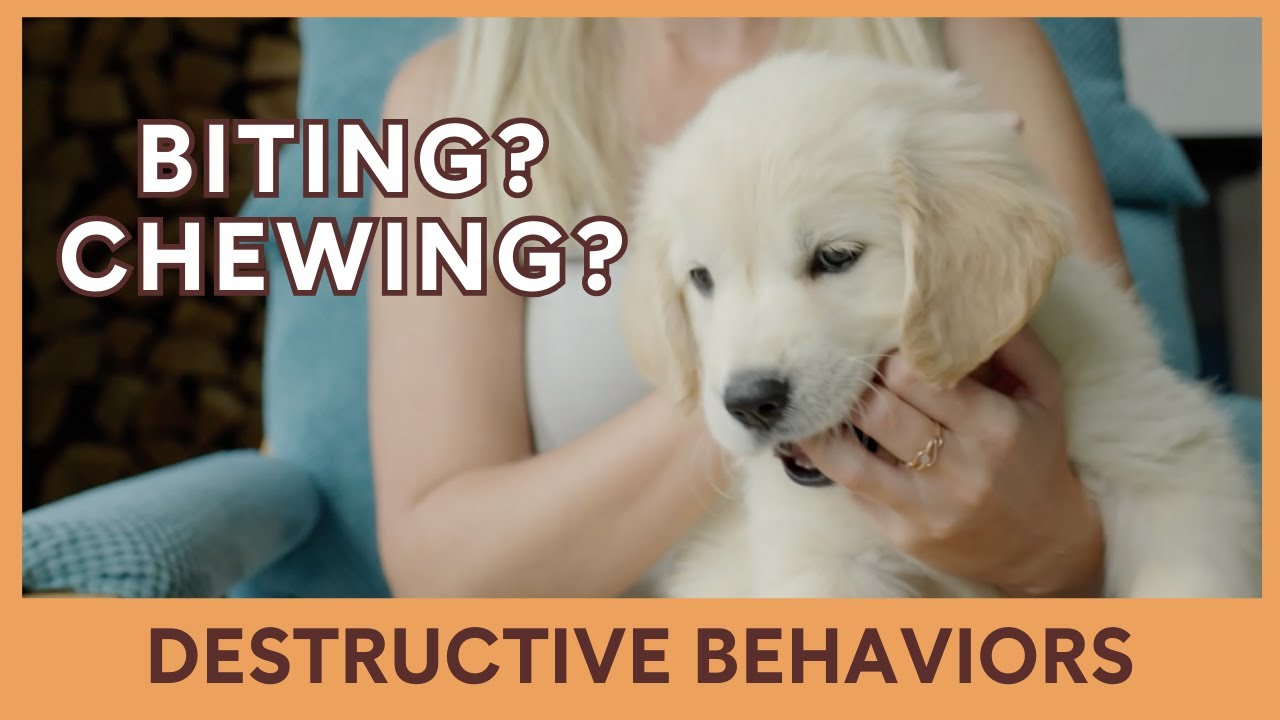Chewing, Biting, Destructive Behaviors [Video 14/14]