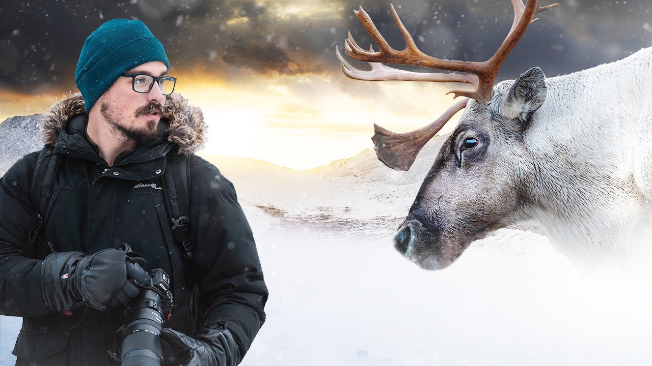 America's First Caribou Reintroduction