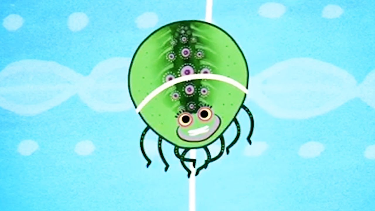 Tinga Tinga Tales Official | Why Spider Has a Tiny Waist | Tinga Tinga Tales Full Episodes
