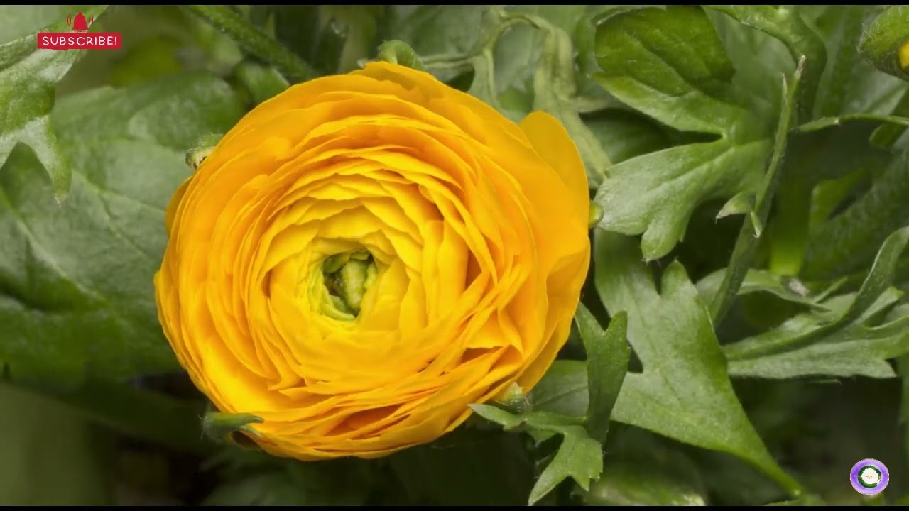 Slow Living Soundscape | Reduce Stress Naturally