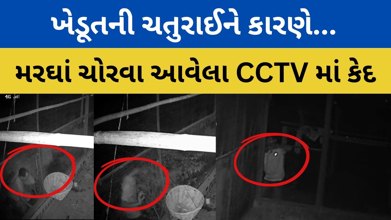 મરઘાં ચોરવા ગયાં અને CCTV મા કેદ થયાં #રાજપીપળા #નર્મદા ની ઘટના | ખેડૂતની ચતુરાઈ કામ આવી..