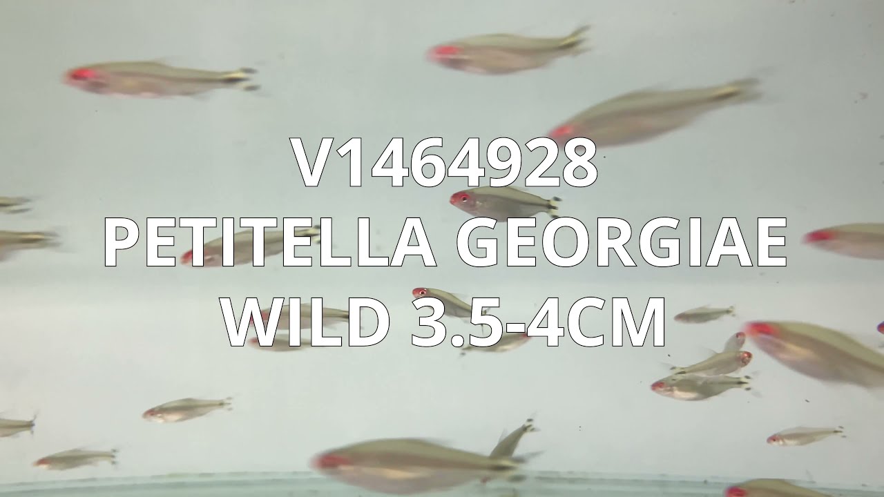 V1464928 Special | Petitella Georgiae Wild 3,5-4cm | May 2022