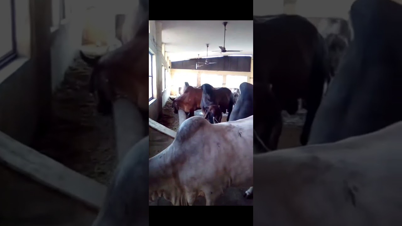 Gir cow | kathiyawadi cow| Vrindavan Desi Gaye.