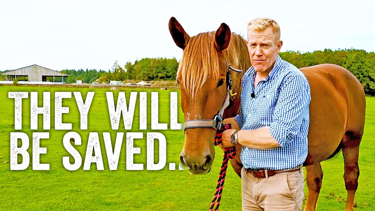 Saving Britain's Oldest Horse (Part Two) - Adam Henson's Farm Diaries
