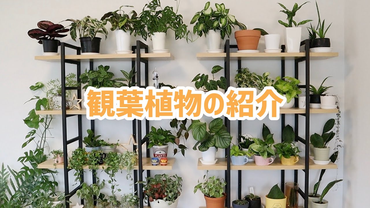 【観葉植物】棚に置いている植物達を紹介します★2020.10月