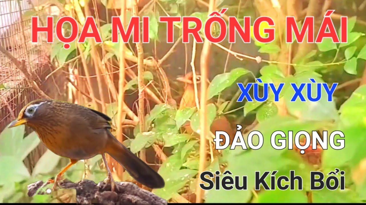 HỌA MI MÁI XÙY MI TRỐNG ĐẢO GIỌNG kích chim mùa sinh sản siêu kích bổi/ Chim Họa Mi Mộc 