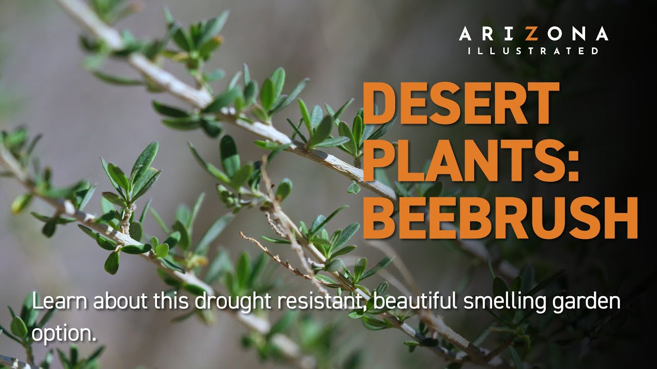 Desert Plants – Beebrush