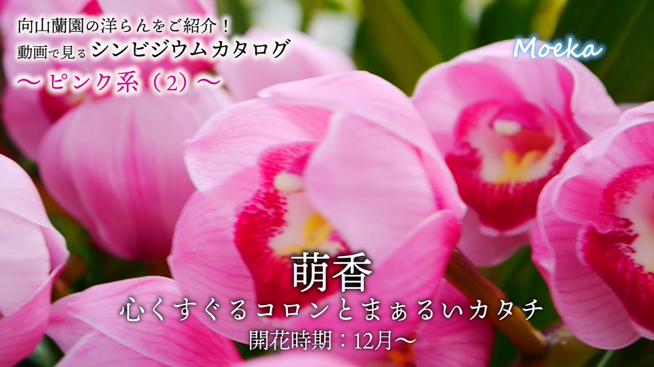 向山蘭園のうごくシンビジウムカタログ｜2021年度版｜ピンク系（2）