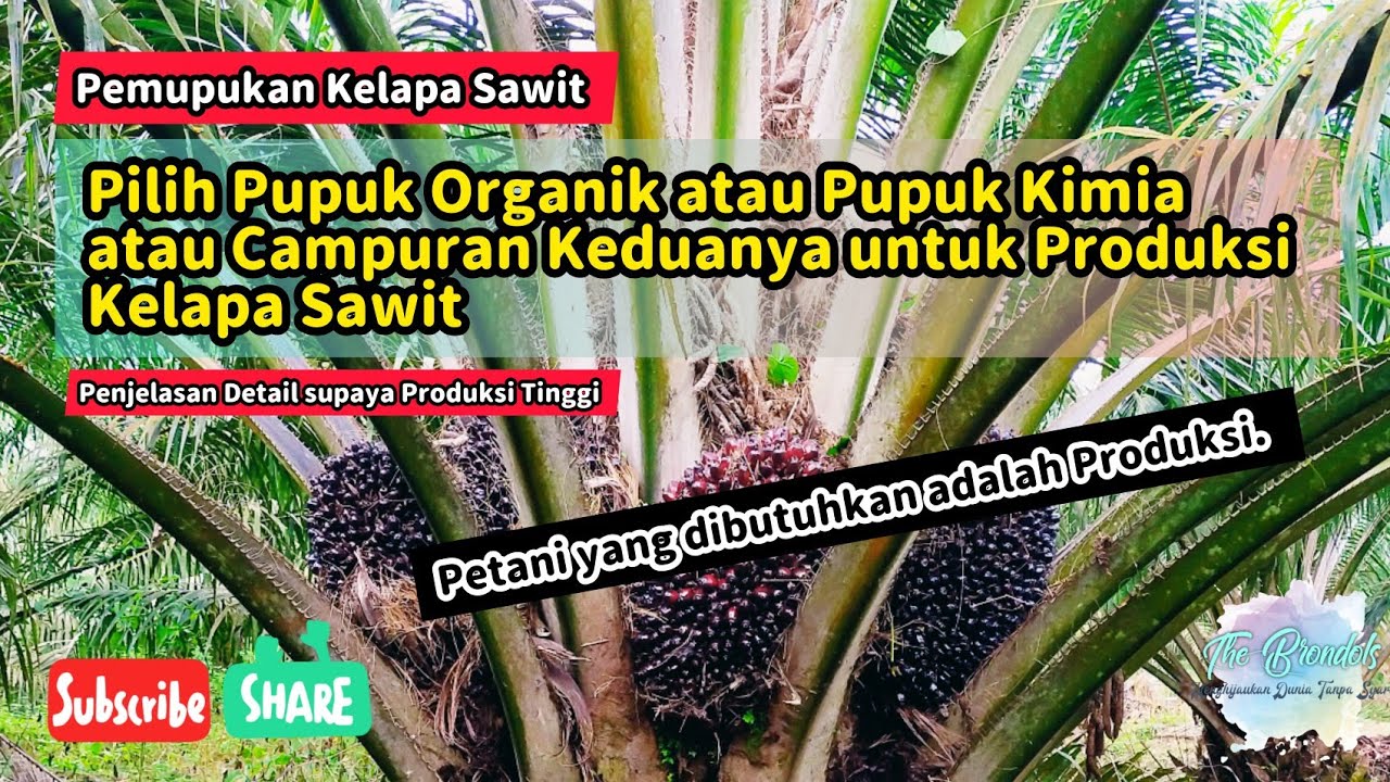 Pilih Pupuk Organik atau Pupuk Kimia atau Campuran Keduanya ya....