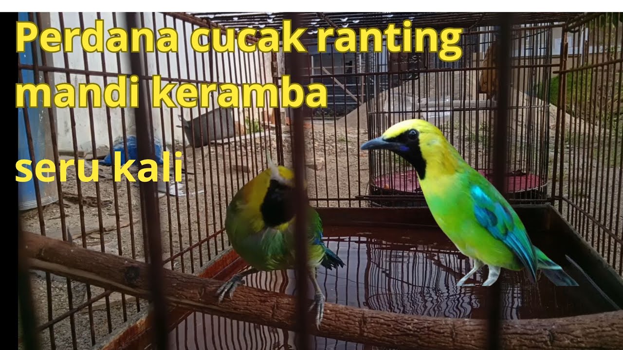 Ajarin cucak ranting buat mandi di keramba