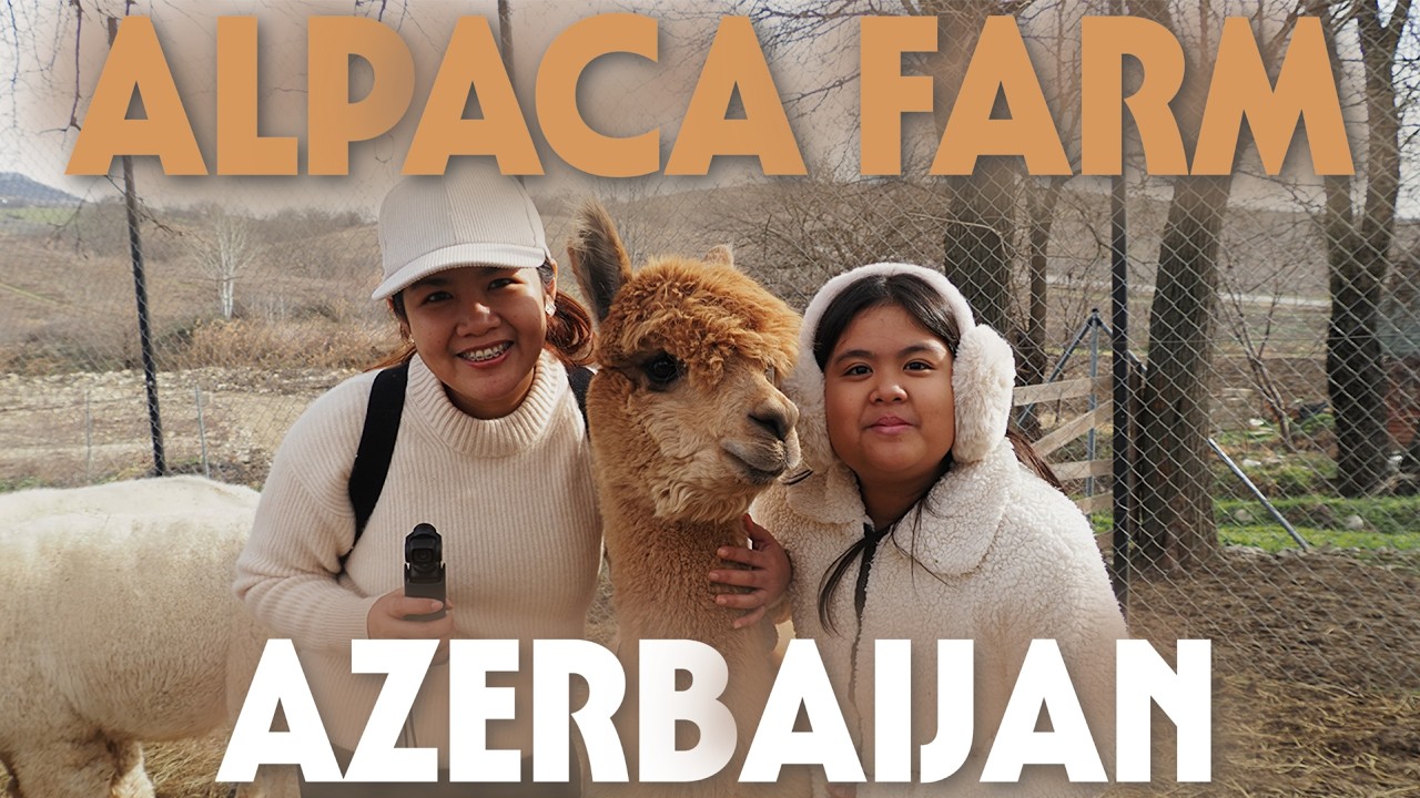 Alpaca Farm