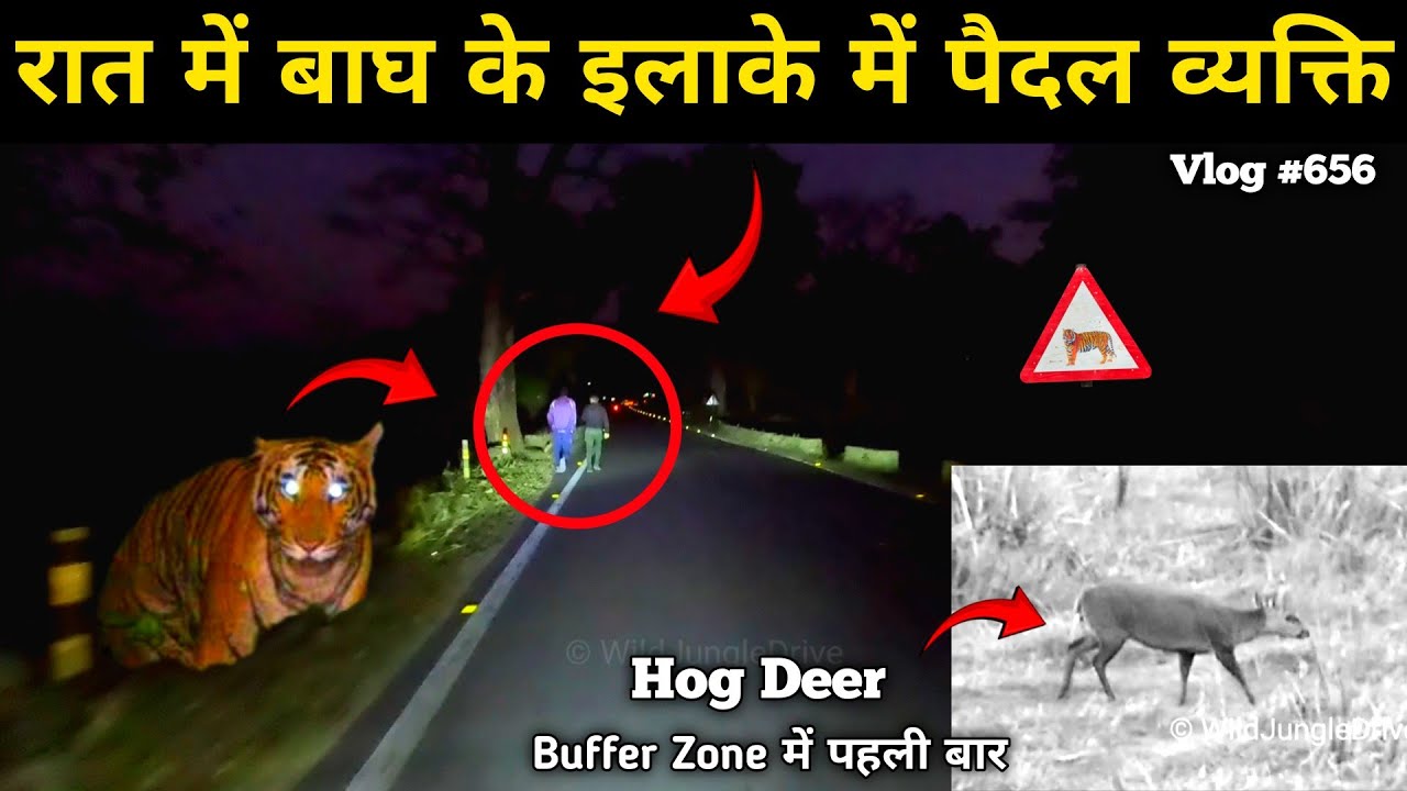 Hog Deer Seen First Time In The Buffer Zone OfJim Corbett National Park | Wild Jungle Drive