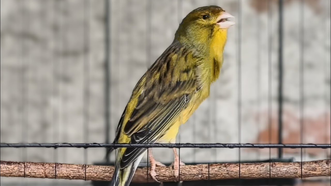 The beauty of the green canary song - long and tight roll