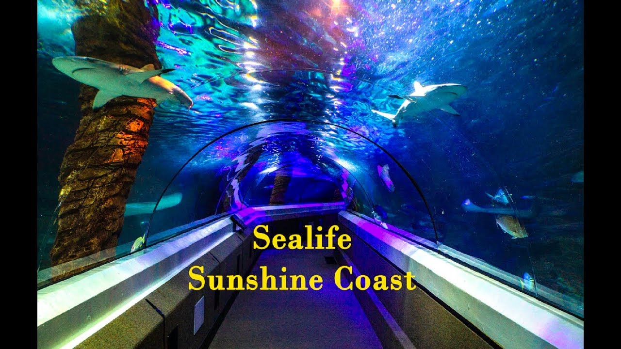 SEALIFE Sunshine Coast Aquarium