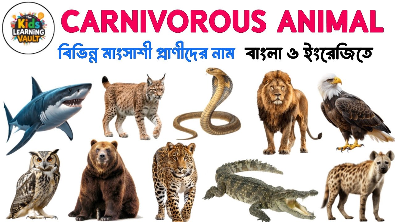 বিভিন্ন মাংসাশী প্রাণীদের নাম বাংলা ও ইংরেজিতে | Carnivorous Animal Names For Kid's 