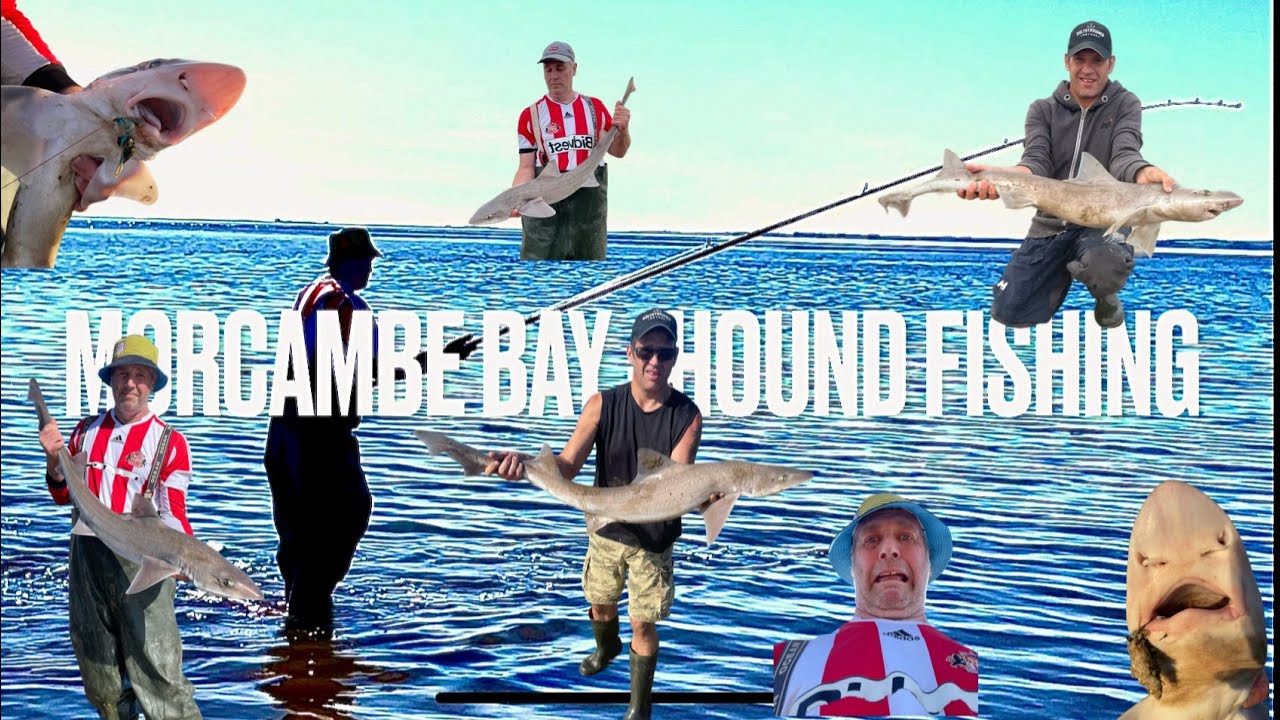 Hound fishing 2025 - Morcambe Bay UK 13.11lb 14.5lb 14.9lb on this video,all fish returned safely 