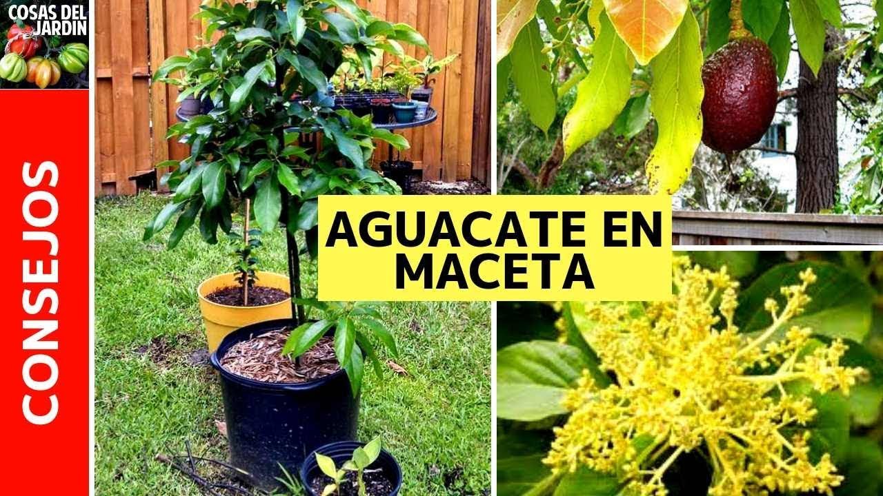 TOP 6 CUIDADOS AGUACATE EN MACETA | PALTA en maceta