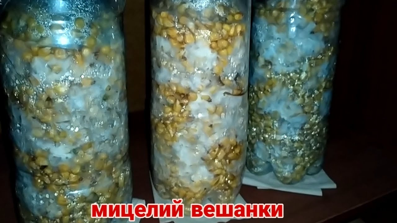 Мицелий вешанки на кукурузе легко и просто без стерелизации | oyster mushroom mycelium