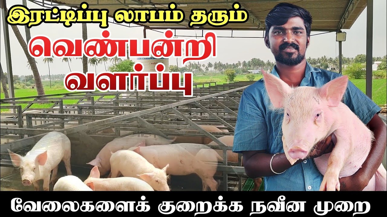 வெண்பன்றி வளர்ப்பில் லட்சங்களில் வருமானம் ஈட்டலாம்? | Pig farming | Pork farming #pig #farming #hens