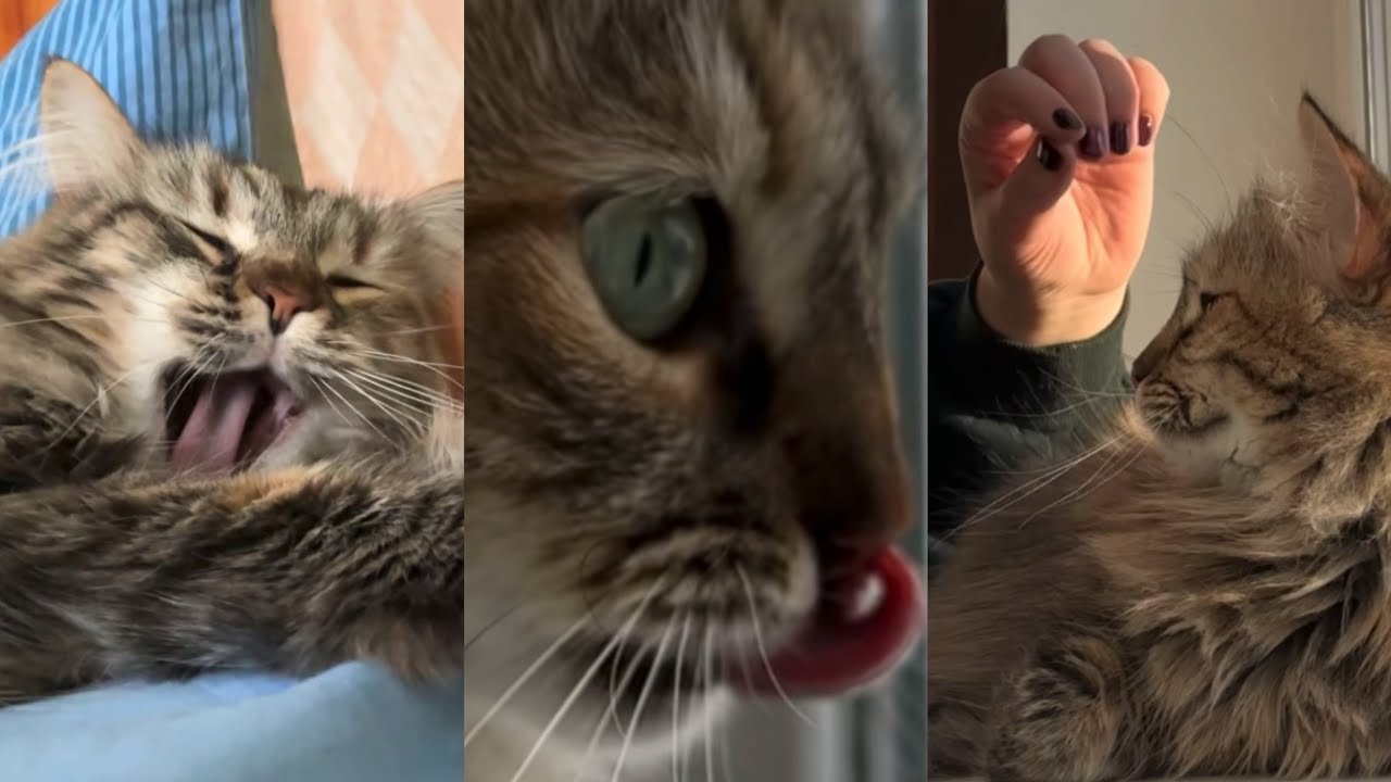 A day with Risita, kitty footage x relaxing jazz music, kitty vlog 🐾